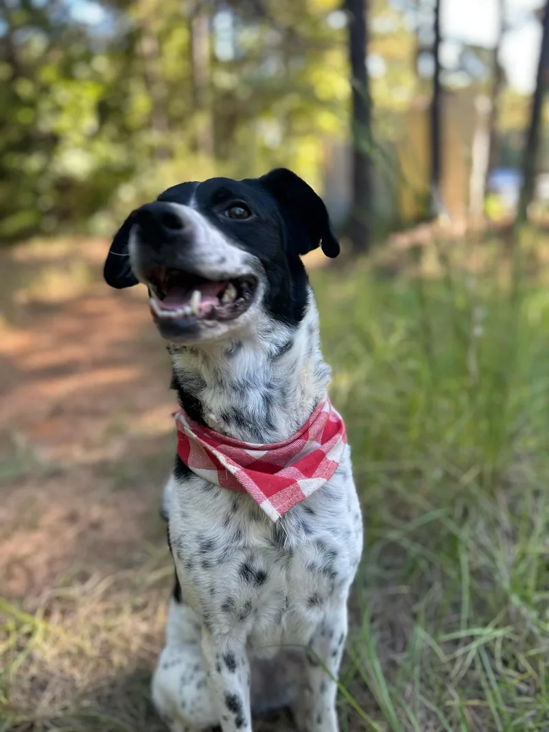 An adult medium-sized female Black Australian Cattle Dog / Blue Heeler dog named Harley for adoption in Garland, TX