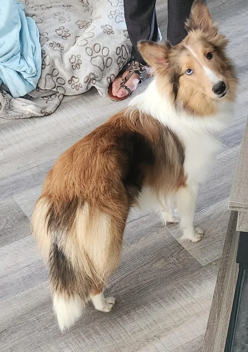 A young small-sized female Sable Shetland Sheepdog / Sheltie dog named Ora for adoption in Palm Bay, FL