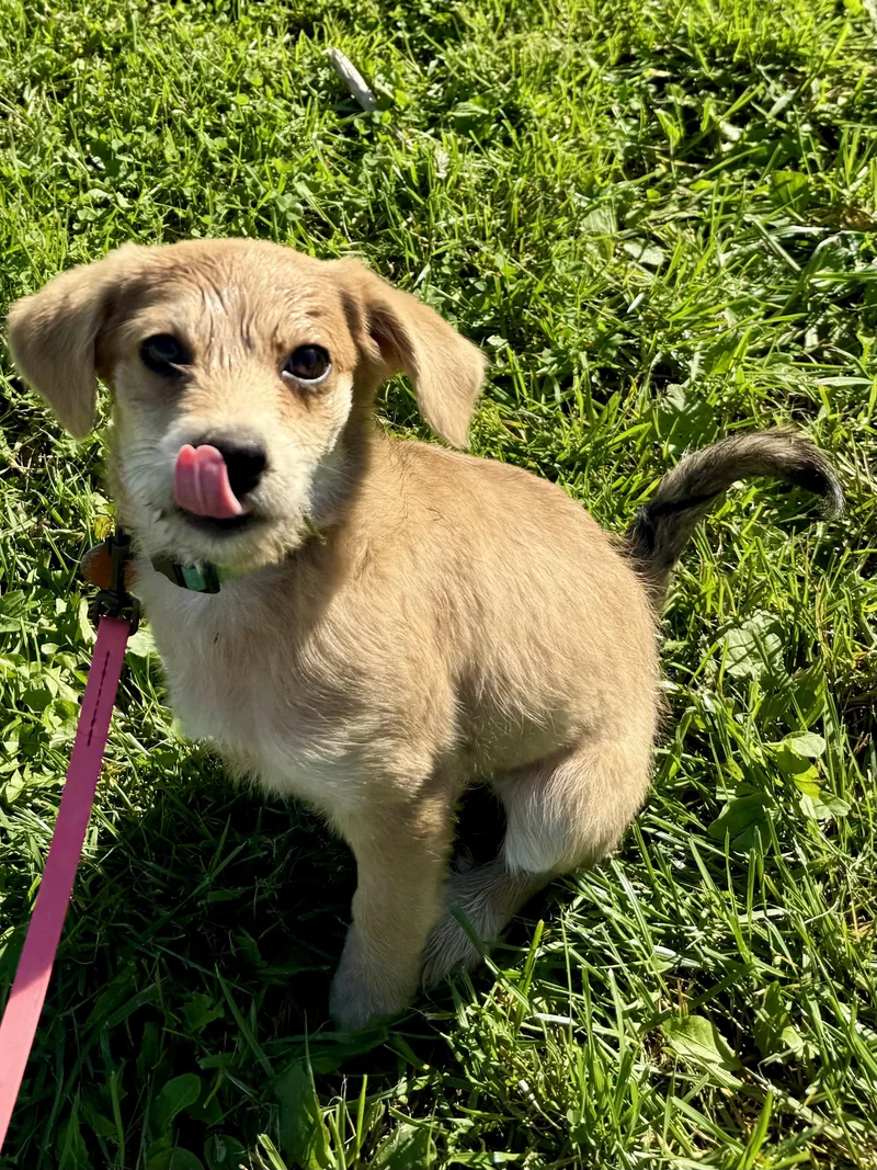 A baby small-sized female Pomsky dog named Chyna for adoption in Waukesha , WI