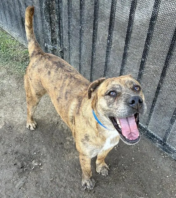 A young medium-sized male Pit Bull Terrier dog named Boss for adoption in Riverside, CA