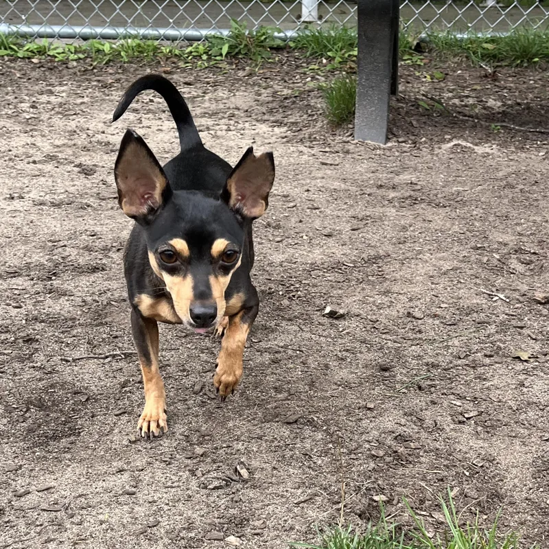 Dixie