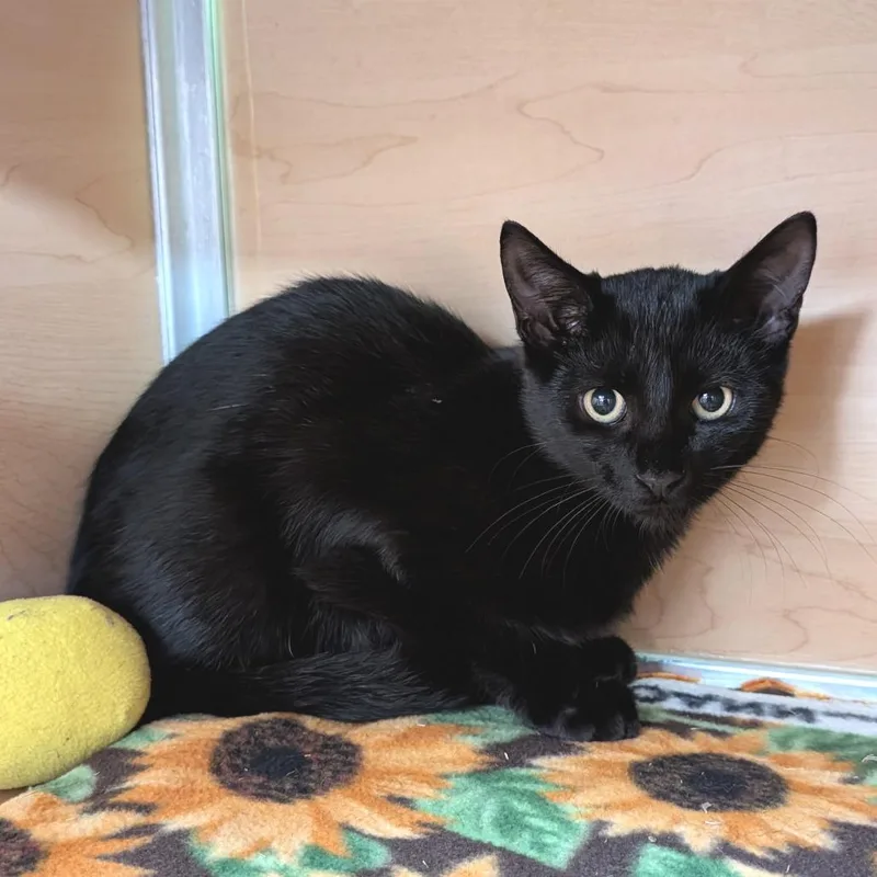 A baby small-sized male Black Domestic Short Hair cat named Jenga for adoption in Brookfield, WI