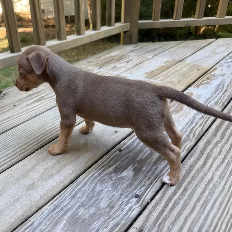 Chip
