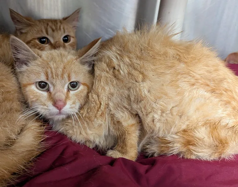 A young medium-sized male Tabby cat named Nebraska for adoption in La Porte, IN