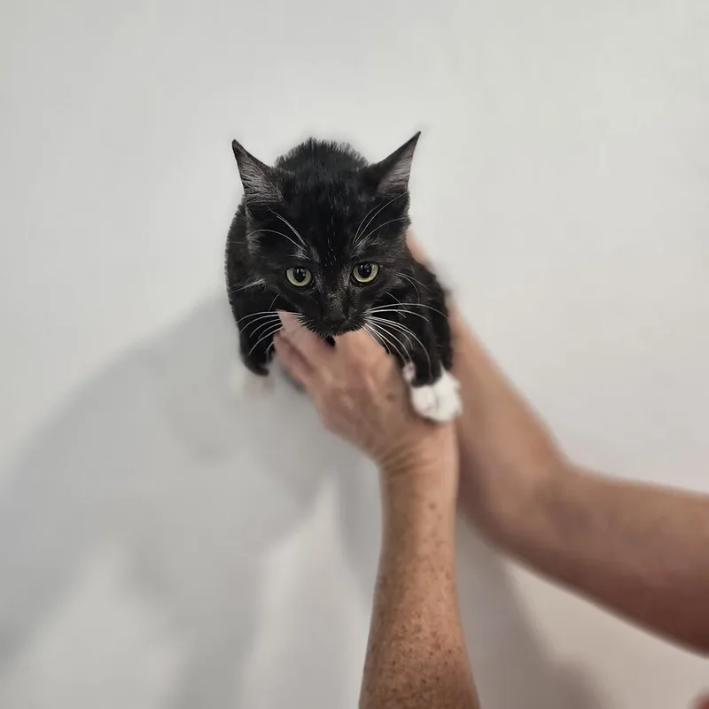 A baby medium-sized female Gray & White Domestic Short Hair cat named Boo for adoption in Spokane , WA