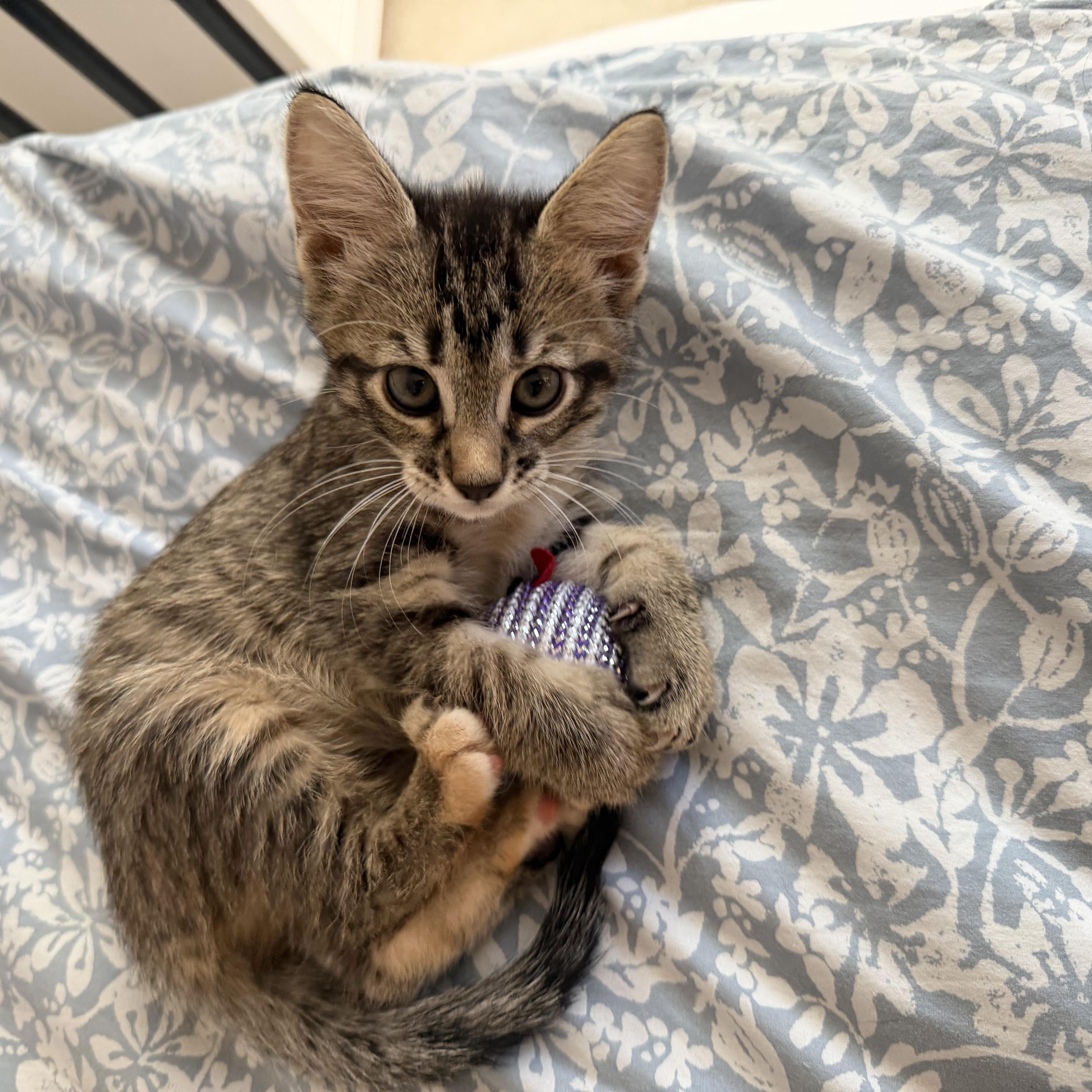 A baby medium-sized female Tabby (Brown / Chocolate) Domestic Short Hair cat named Mosquito for adoption in Bryan, TX