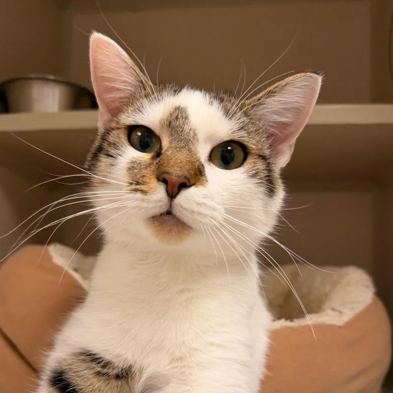 An adult medium-sized female White Domestic Short Hair cat named Marley for adoption in Pagosa Springs, CO