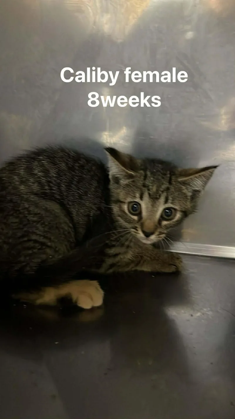 A baby medium-sized female Tabby (Brown / Chocolate) Domestic Short Hair cat named Caliby for adoption in Fort Payne, AL
