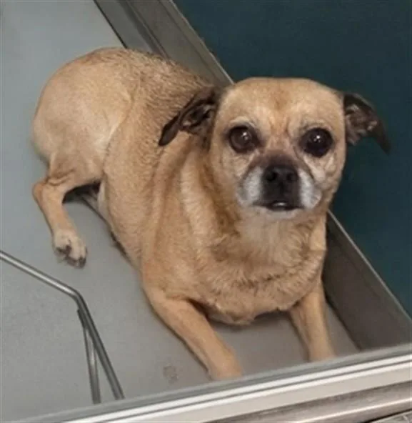 An adult small-sized female Terrier dog named Gracie for adoption in Oklahoma City, OK