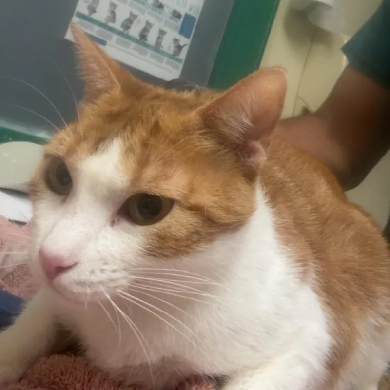 A young large-sized female Orange / Red Domestic Short Hair cat named Amelia for adoption in Lakewood, CO