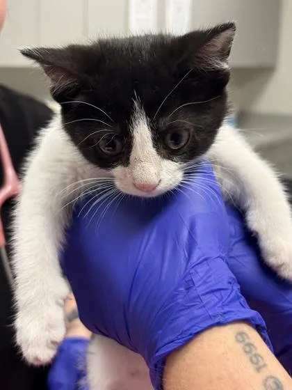 A baby small-sized female Domestic Short Hair cat named Arden for adoption in Memphis, TN