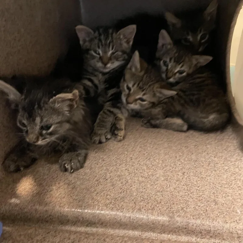 A baby small-sized female Brown / Chocolate Domestic Short Hair cat named Grape for adoption in Pasadena, CA
