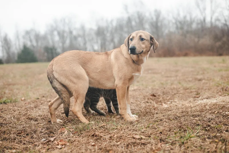 A young medium-sized male Golden Labrador Retriever dog named Loxen Transport for adoption in Gradyville, KY