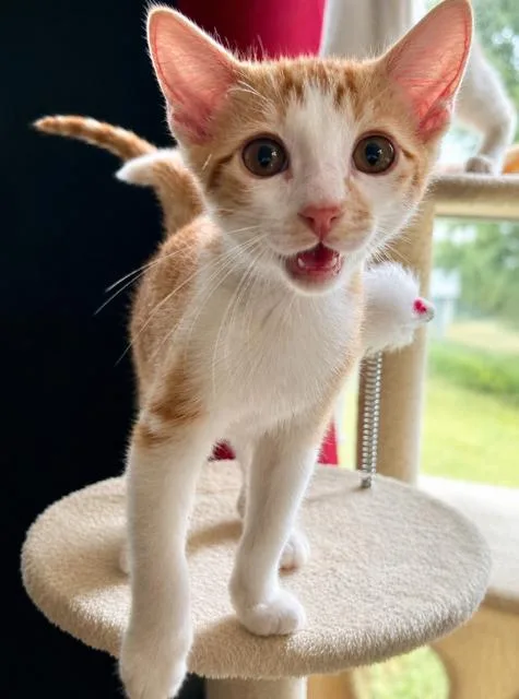 A baby medium-sized male Orange & White Domestic Short Hair cat named Phoenix for adoption in Houston, TX