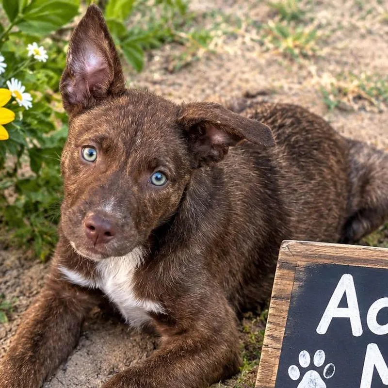 A baby medium-sized male Chocolate Labrador Retriever dog named Bullet for adoption in Locust Fork, AL
