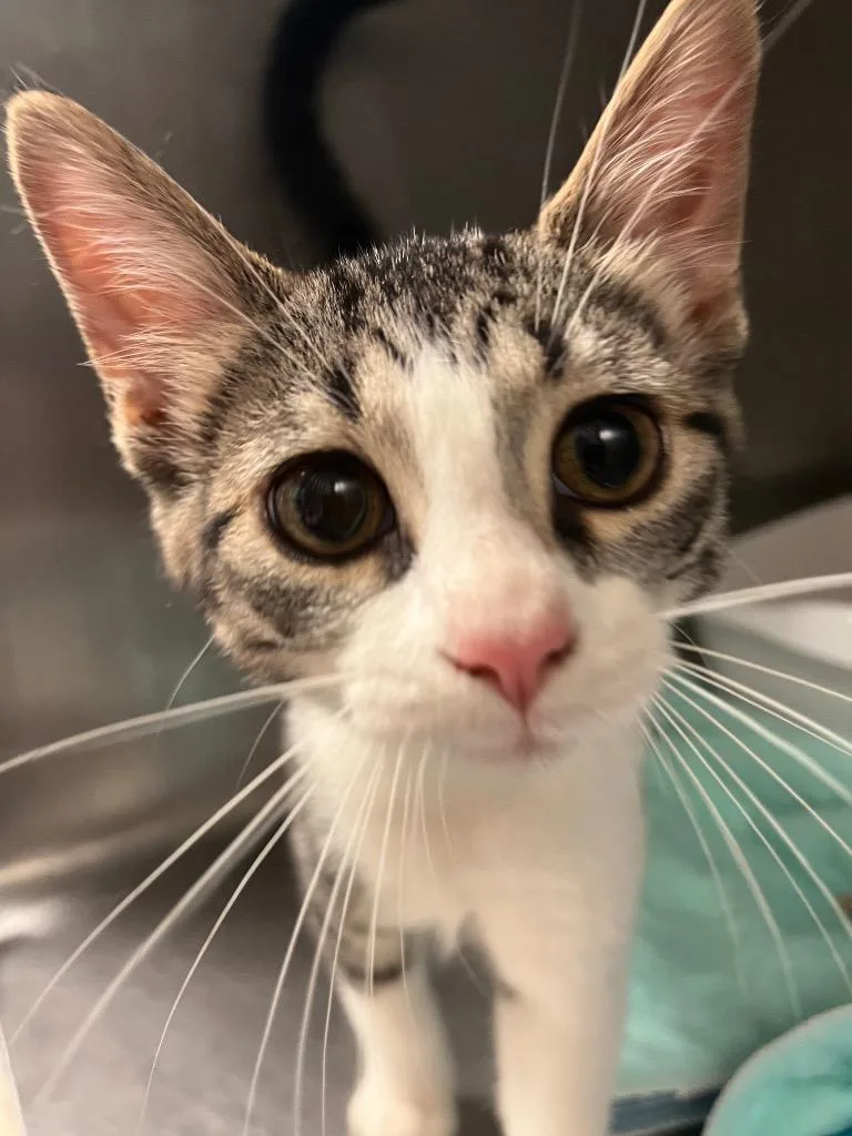 A baby medium-sized female Domestic Short Hair cat named Superwoman for adoption in Morgantown, KY