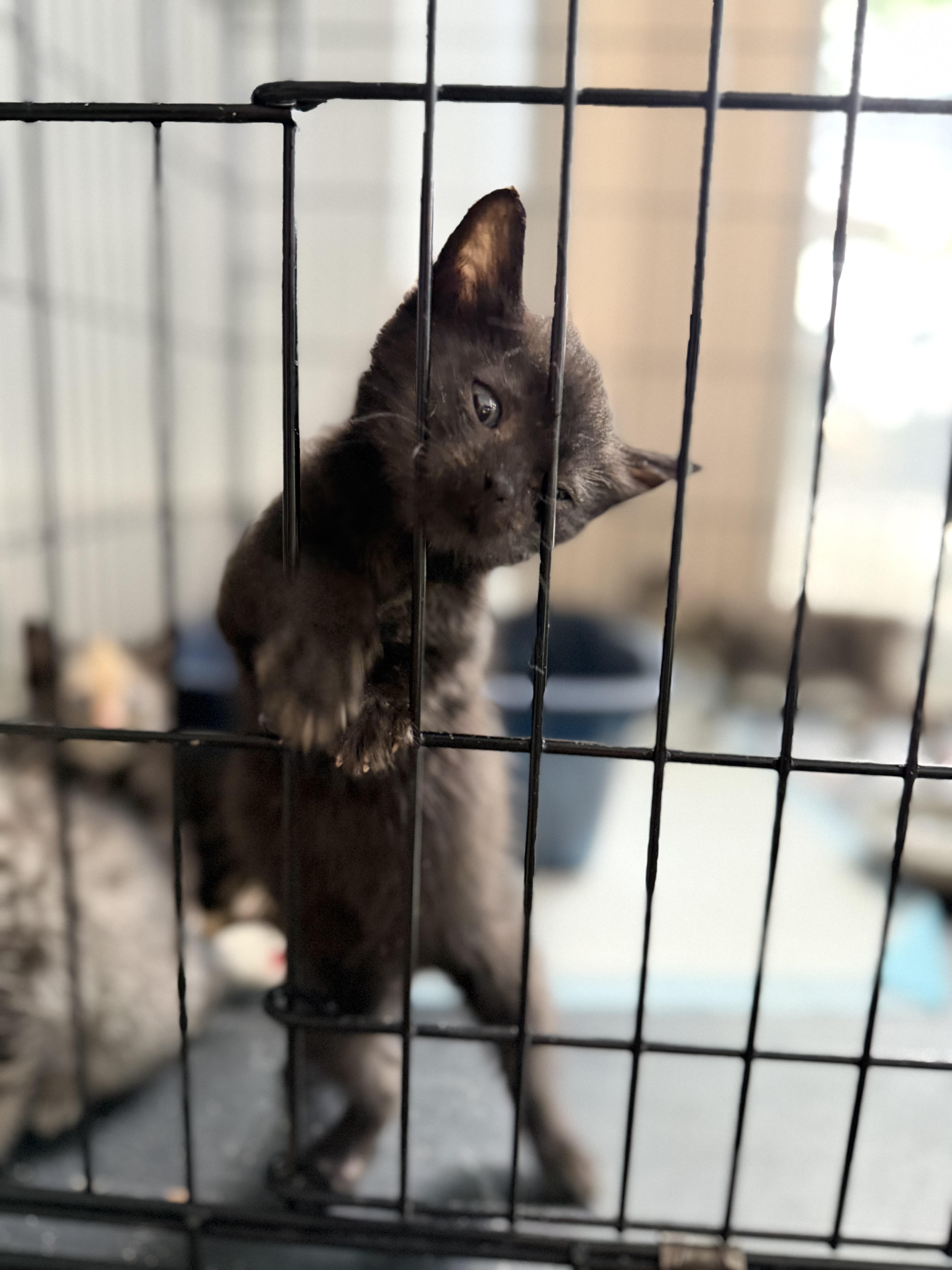 A baby small-sized male Domestic Short Hair cat named Reed for adoption in Hershey, PA