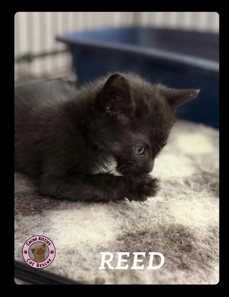 Reed thumbnail 6