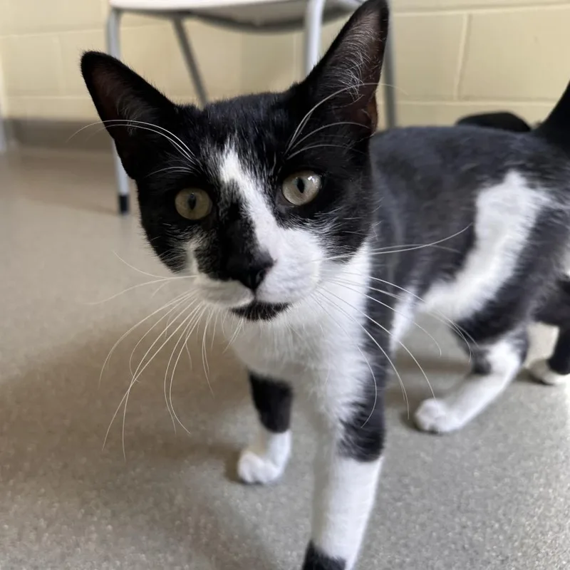 A young medium-sized male Black Domestic Short Hair cat named Chicken Nugget for adoption in Chesapeake, VA