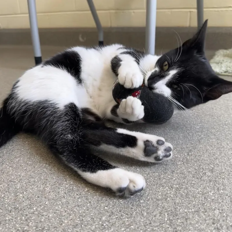 Chicken Nugget thumbnail 2