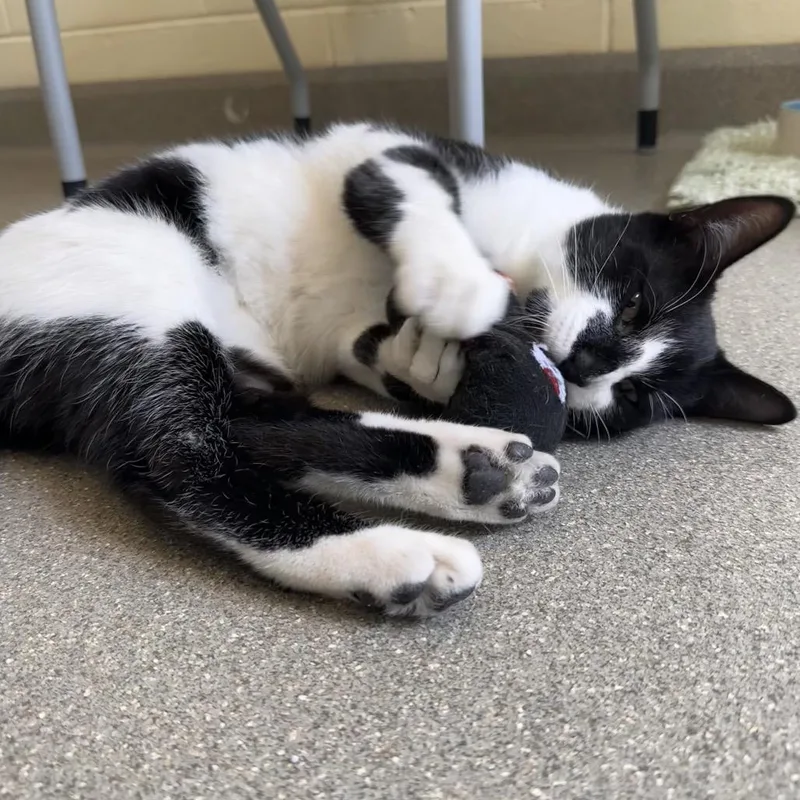 Chicken Nugget thumbnail 3