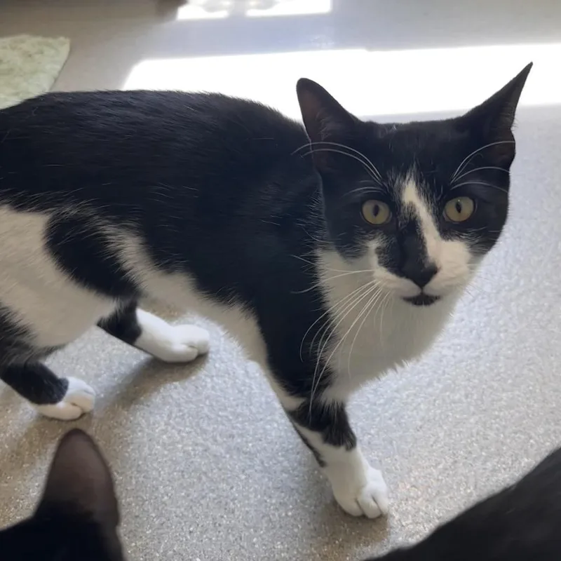 Chicken Nugget thumbnail 4