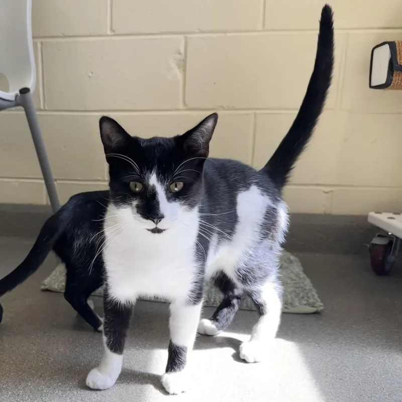 Chicken Nugget thumbnail 5