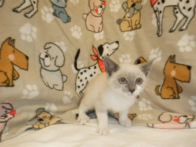 A baby small-sized female Domestic Short Hair cat named Parmesan for adoption in San Jose, CA