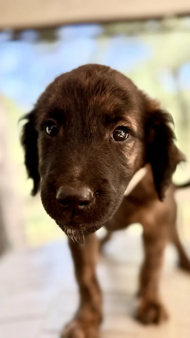 A baby medium-sized female Poodle dog named Jess for adoption in Fosters, AL