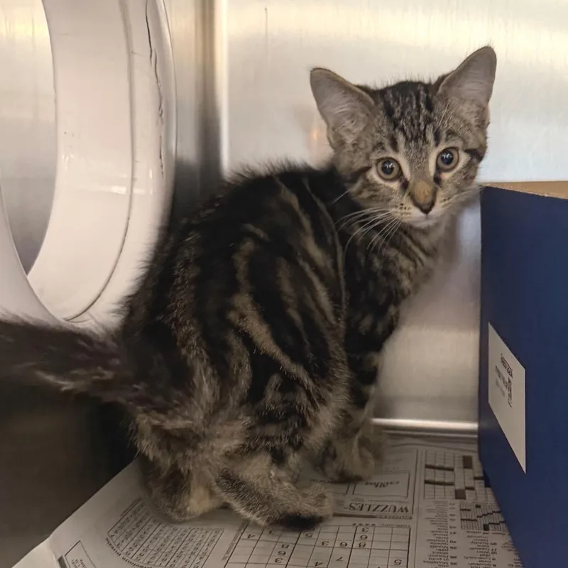 A baby small-sized male Brown / Chocolate Domestic Medium Hair cat named Larry for adoption in Belleville, IL
