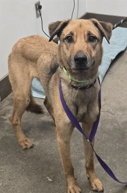 A young large-sized male German Shepherd Dog dog named Bear for adoption in Tucson, AZ