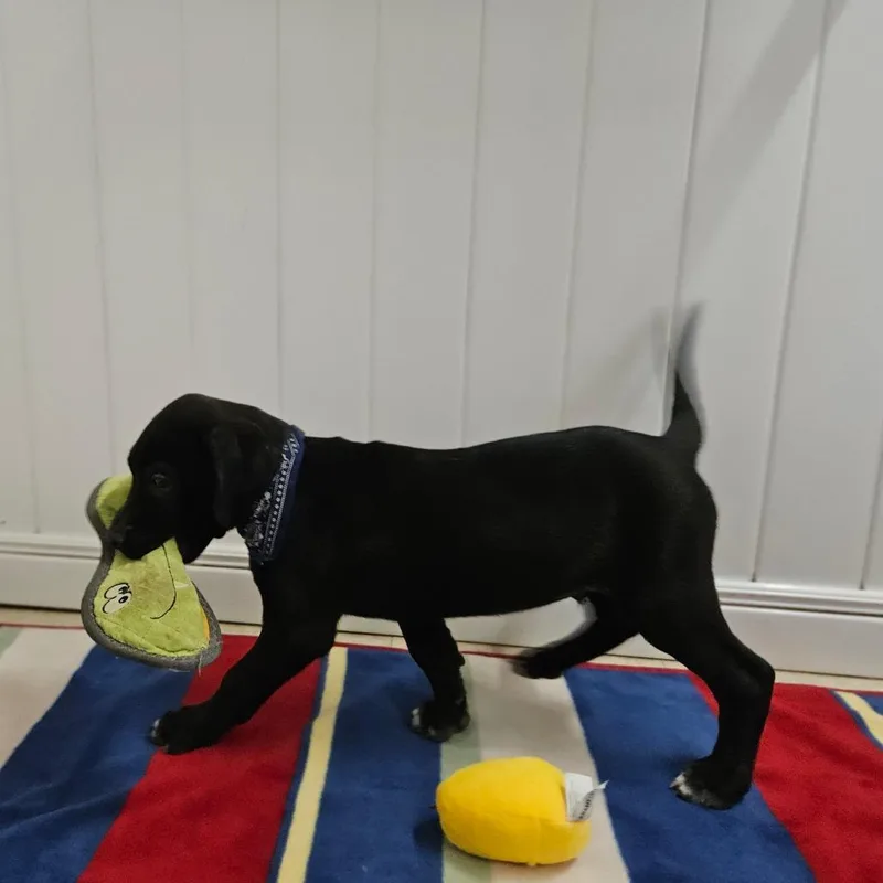 Grover