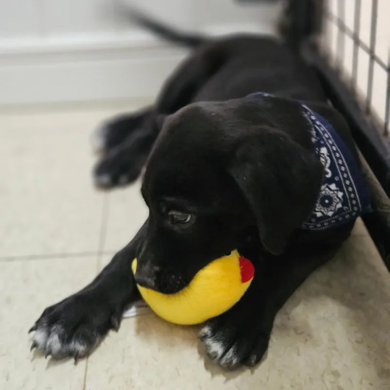 Grover thumbnail 2