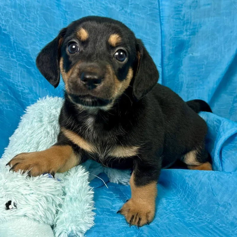 Milk Dud Terrier Puppy