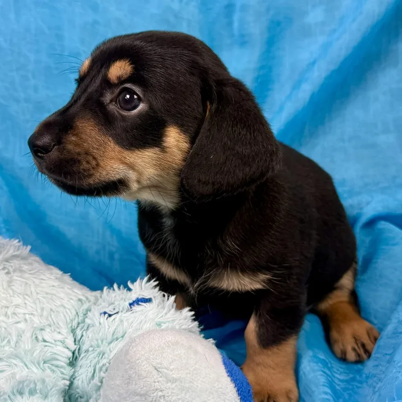 Milk Dud Terrier Puppy thumbnail 2