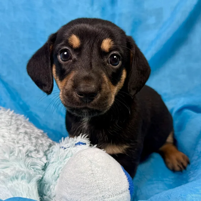Milk Dud Terrier Puppy thumbnail 3