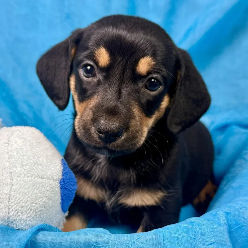 Milk Dud Terrier Puppy thumbnail 4