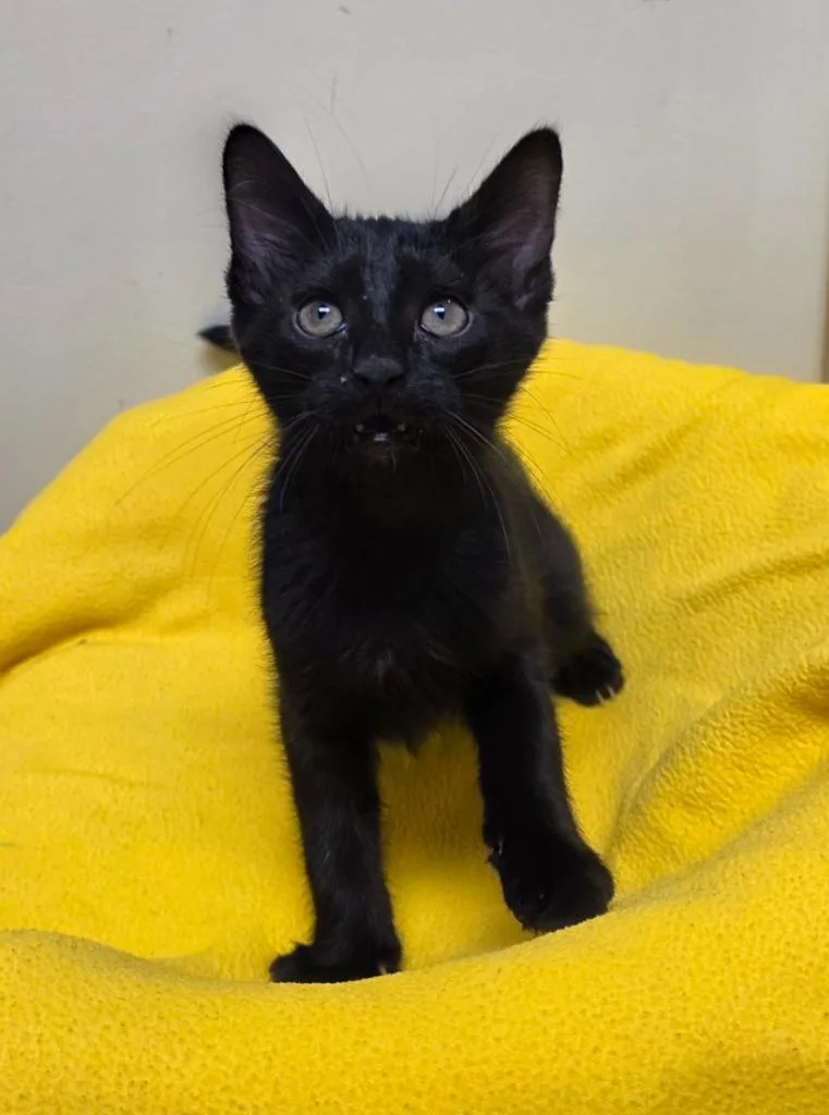 A baby small-sized male Domestic Short Hair cat named Garbanzo for adoption in Fremont, OH