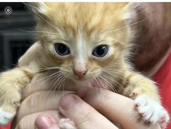 A baby small-sized male Domestic Short Hair cat named Tango for adoption in Campbellsville, KY