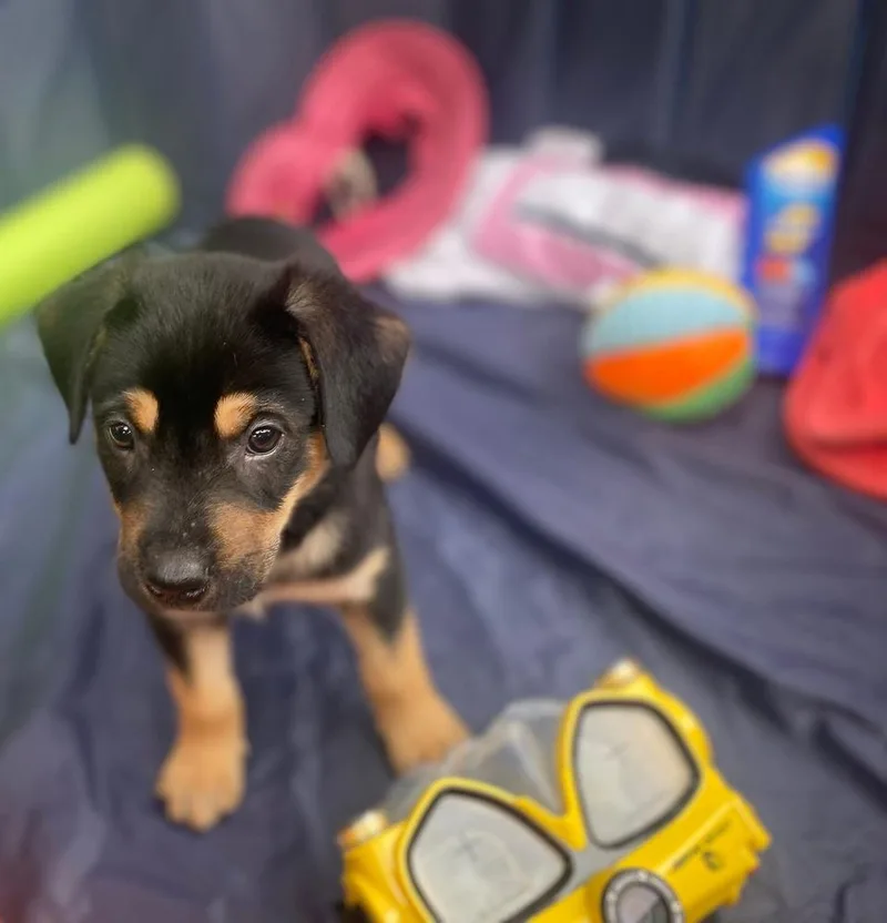 A baby large-sized male Brown / Chocolate Mixed Breed dog named Eddie for adoption in Richardson, TX