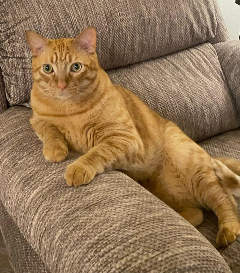 Chico: The Big Softie thumbnail 3