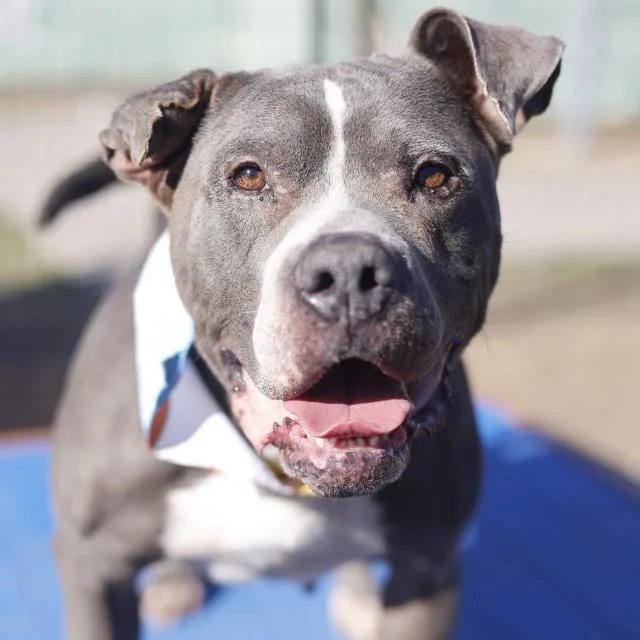 An adult medium-sized female American Staffordshire Terrier dog named Maple for adoption in San Antonio, TX