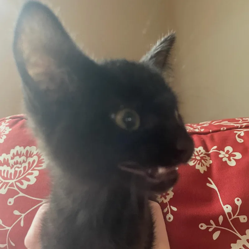 A baby small-sized female Black Domestic Short Hair cat named Poppyseed for adoption in Granby, MO