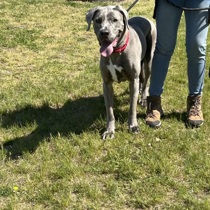 A senior large-sized female Gray / Blue / Silver Great Dane dog named Skylar for adoption in Vineland, NJ