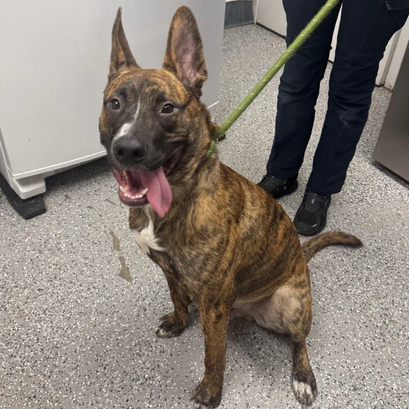 An adult large-sized male Dutch Shepherd dog named Unknown for adoption in Henderson, NV