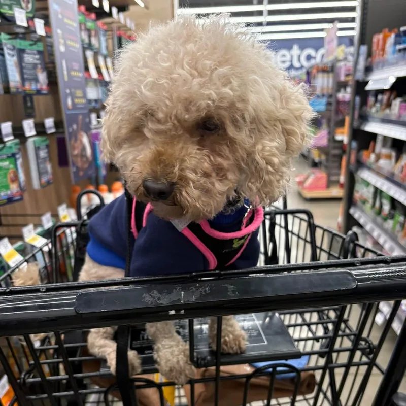 A young small-sized male Miniature Poodle dog named Gizmo for adoption in Grafton, OH