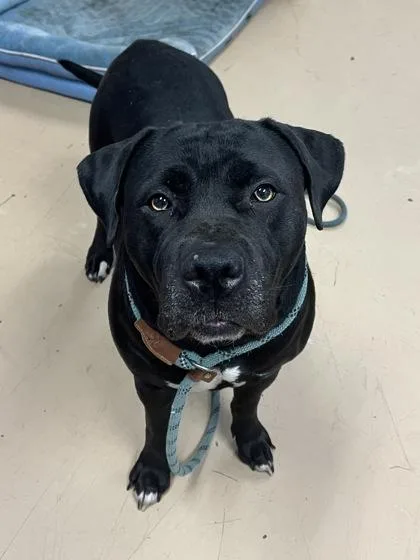 An adult extra large-sized female Mixed Breed dog named Venus for adoption in Chamblee, GA