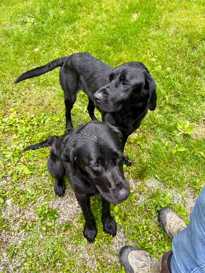 A young large-sized male Labrador Retriever dog named Banjo Lilywhite for adoption in Bloomington, IN