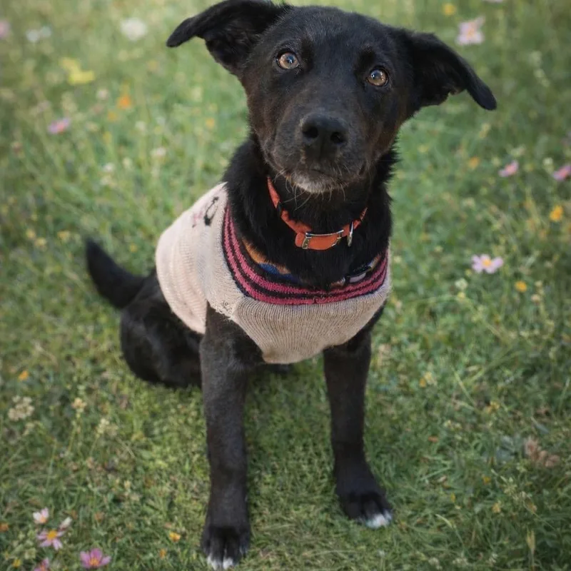 Missy Ii thumbnail 2