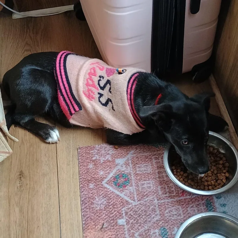 Missy Ii thumbnail 4